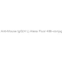 Goat Anti-Mouse IgG(H+L) Alexa Fluor 488–conjugated